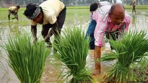 কুমিল্লায় কৃষি ও শিল্প সেক্টরে বহুমুখী কাজ