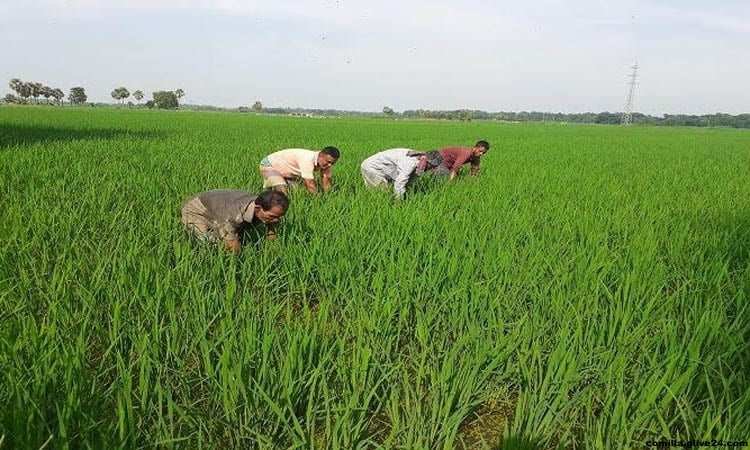 কুমিল্লায় কৃষি ও শিল্প সেক্টরে বহুমুখী কাজ