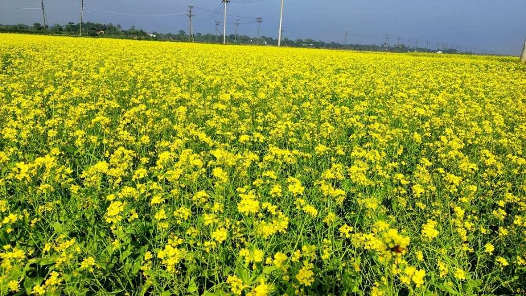 কুমিল্লার তিতাসে সরিষার ভালো ফলনের সম্ভাবনা