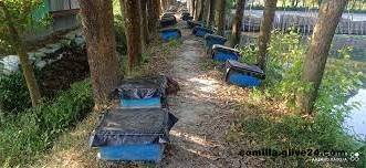 কুমিল্লার মুরাদনগরে জনপ্রিয় হয়ে উঠছে মধু চাষ