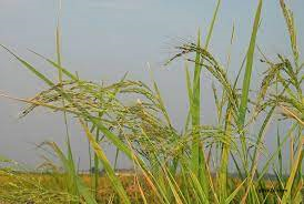 কুমিল্লায় সমলয় পদ্ধতিতে ধান চাষ জনপ্রিয় হচ্ছে