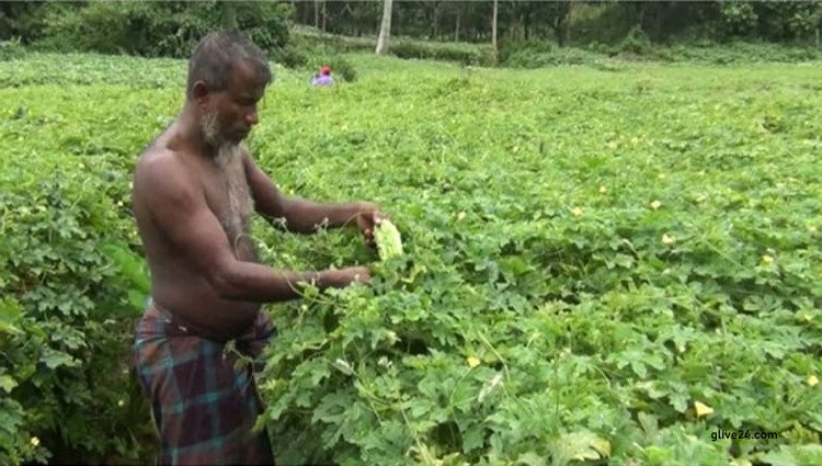 কুমিল্লার কৃষকের ভাগ্য ক্রমেই বদলাচ্ছে উচ্চফলনশীল সবজি চাষ করে